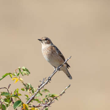 Image of Whinchat