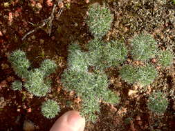Image of Eriospermum paradoxum (Jacq.) Ker Gawl.