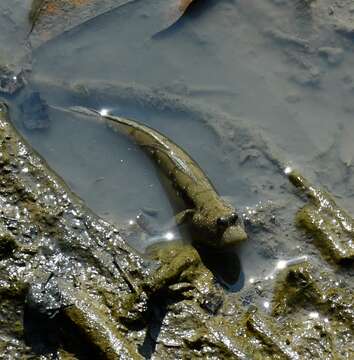 Image of Great blue spotted mudskipper