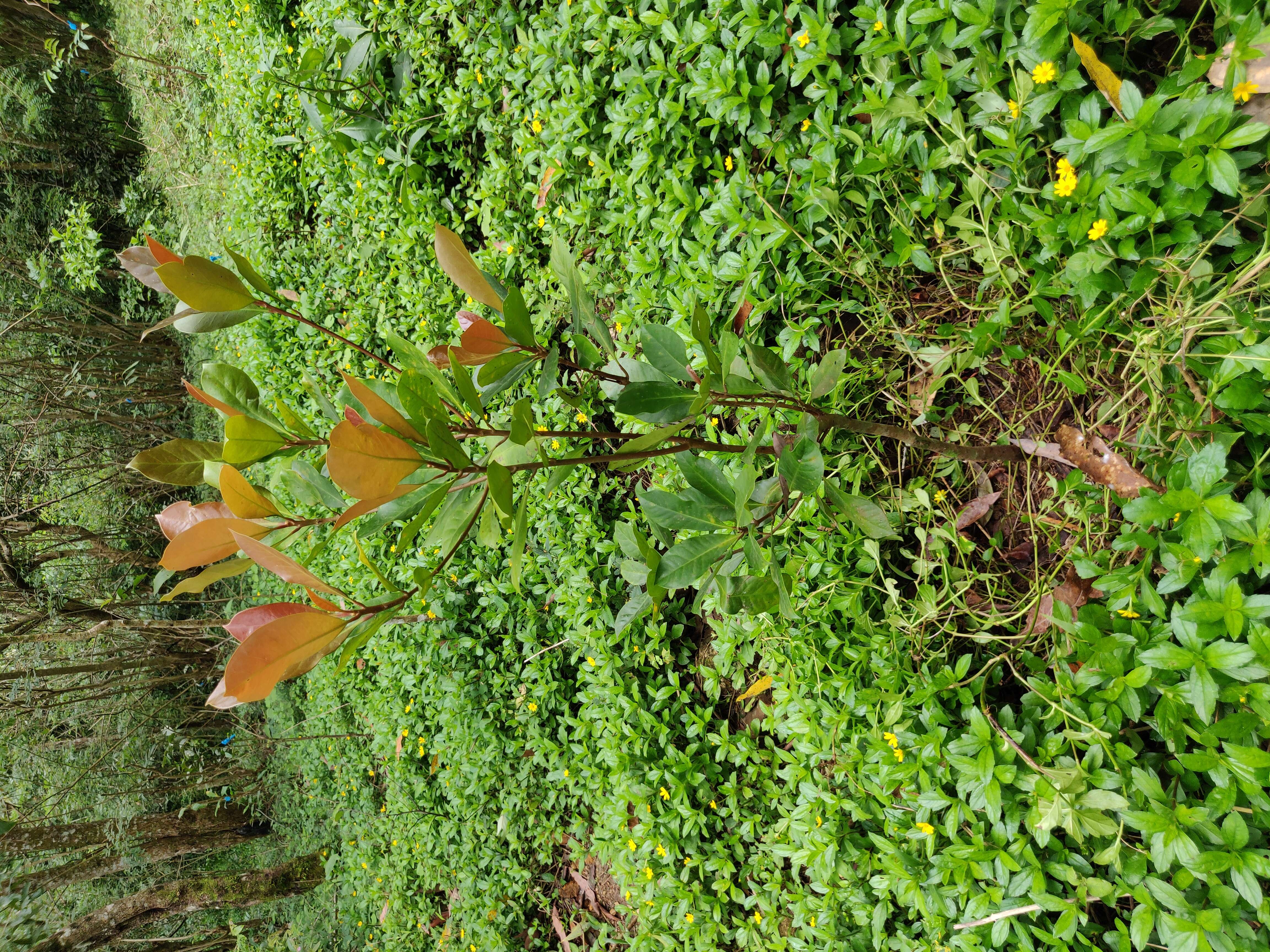 Palaquium ravii Sasidh. & Vink resmi