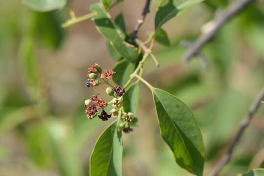 Image of Sandalwood