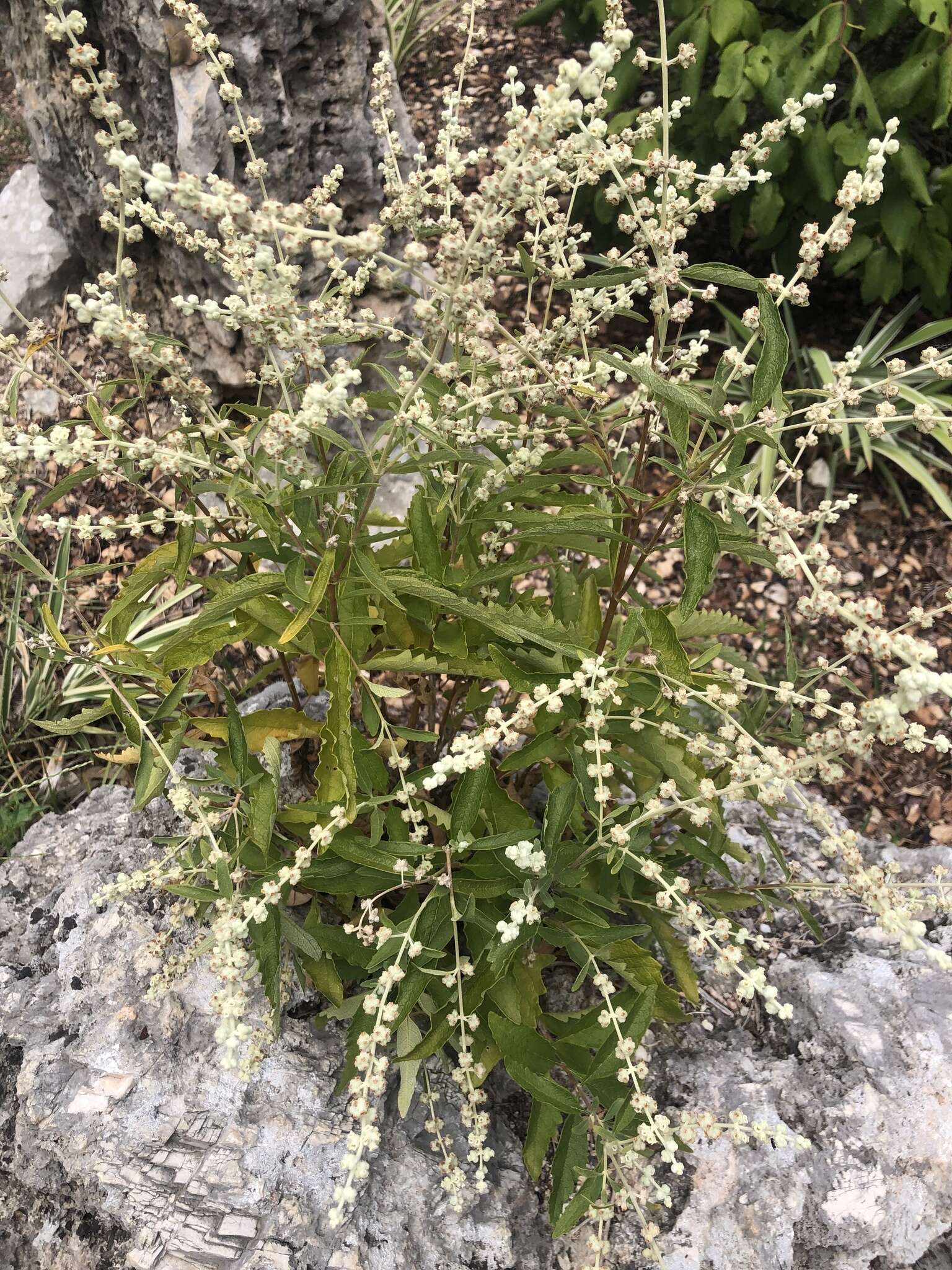 Sivun Buddleja racemosa A. Gray kuva