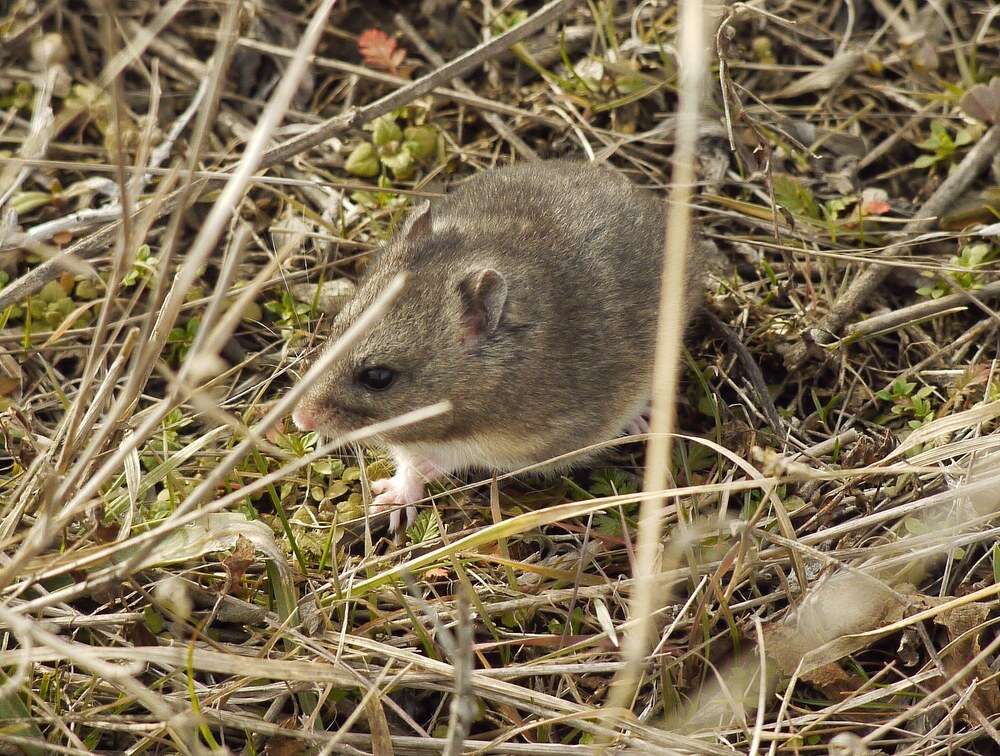 Image of Gray Dwarf Hamster