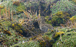 Image of Andean Snipe