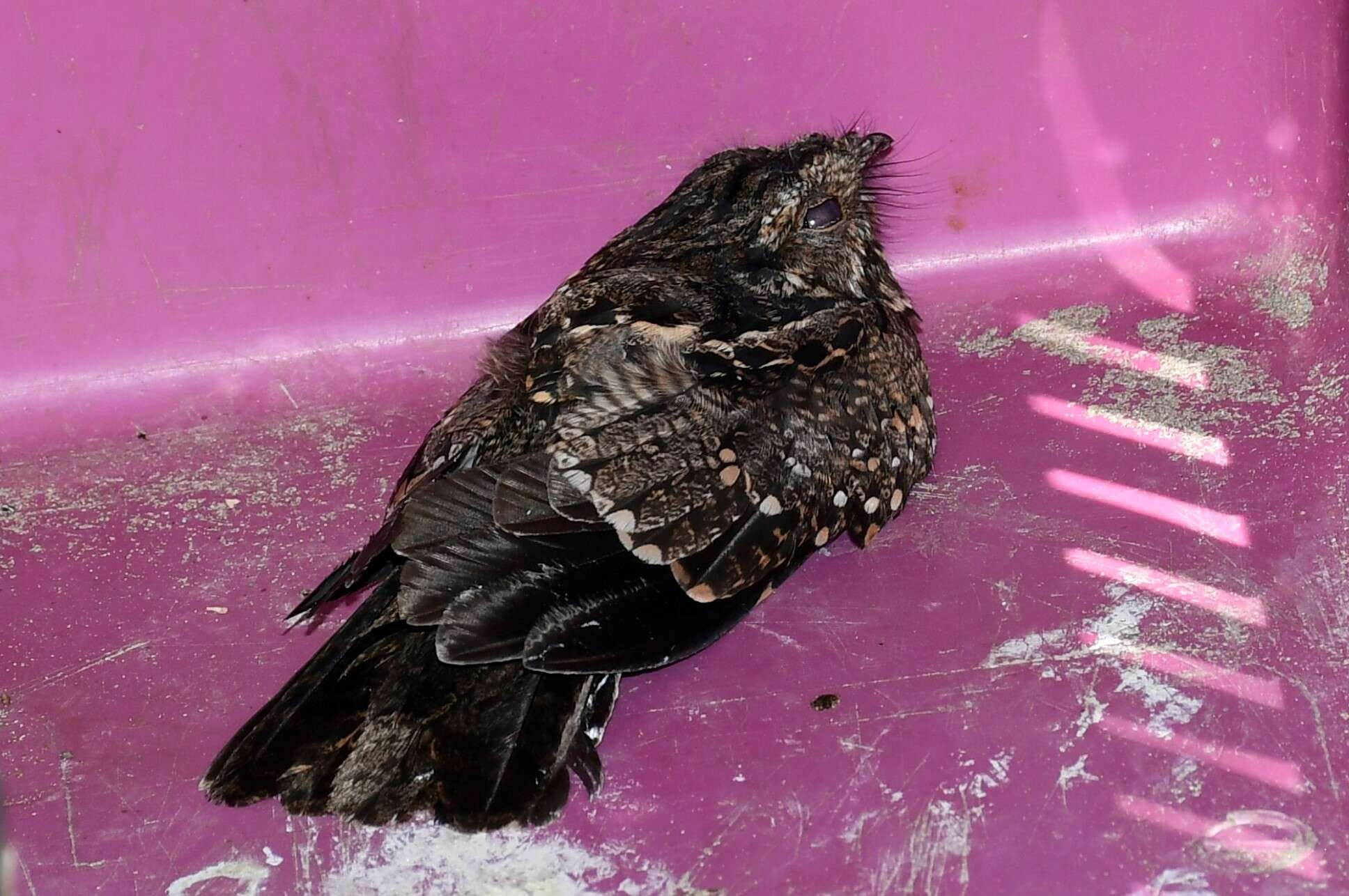 Image of Anthony's Nightjar