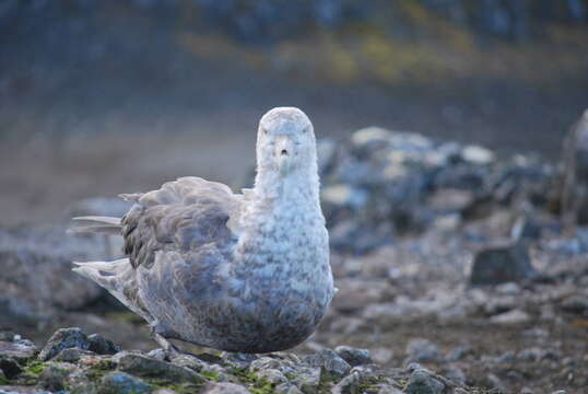 Image of Antarctic Giant-Petrel