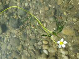 Слика од Ranunculus trichophyllus Chaix