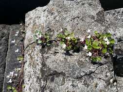 Image of Ivy-leaved Toadflax