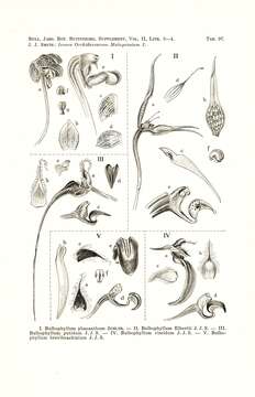 Image of Bulbophyllum antenniferum (Lindl.) Rchb. fil.