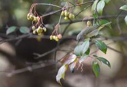 Image of Orange-crowned Warbler