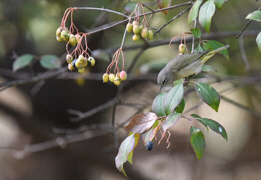 Image of Orange-crowned Warbler