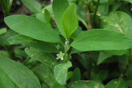 Image of erect knotweed