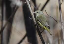 Image of Orange-crowned Warbler