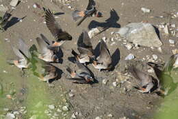 Image of American Cliff Swallow