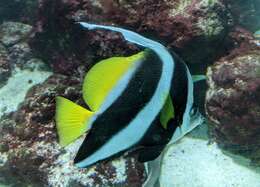 Image of Bannerfish