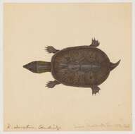 Image of mud turtle