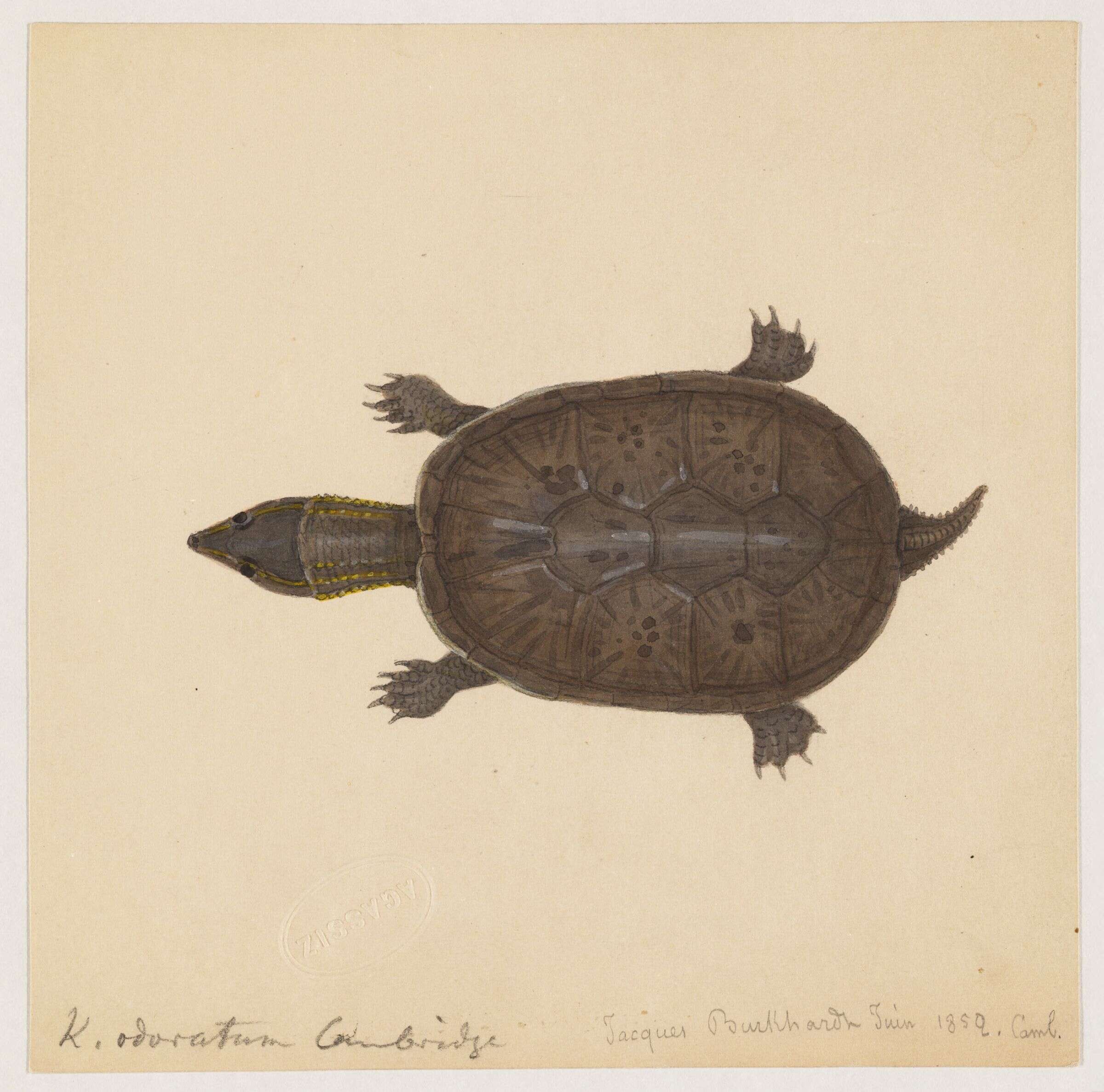 Image of mud turtle