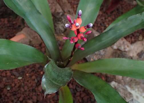 Image of Aechmea victoriana L. B. Sm.