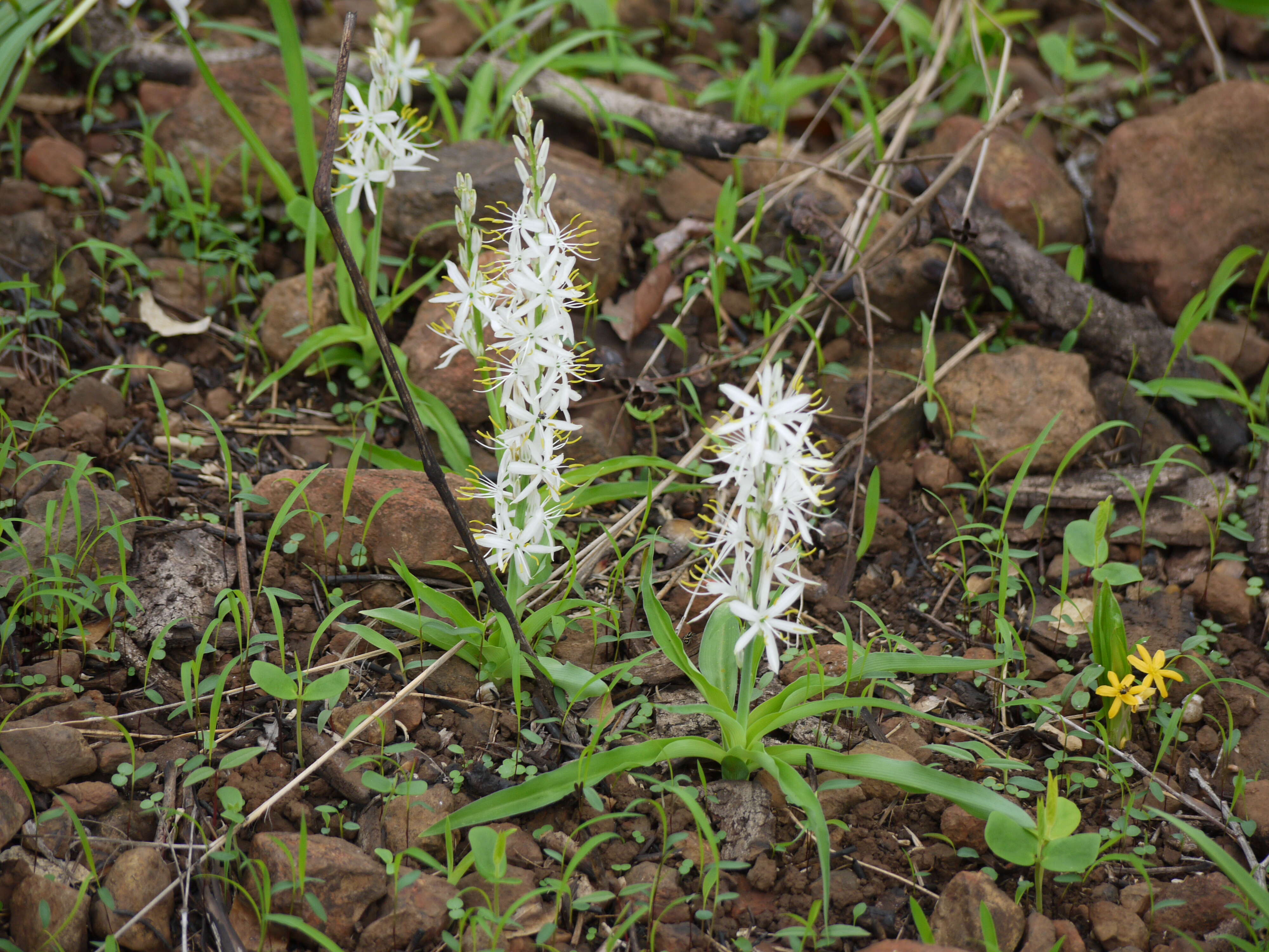 Image of Chlorophytum borivilianum Santapau & R. R. Fern.