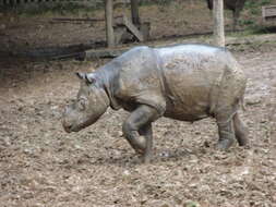 Image of Sumatran Rhinoceros