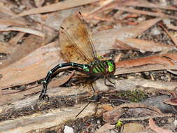 Image of Green-striped Darner