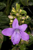 Imagem de Barleria obtusa Nees