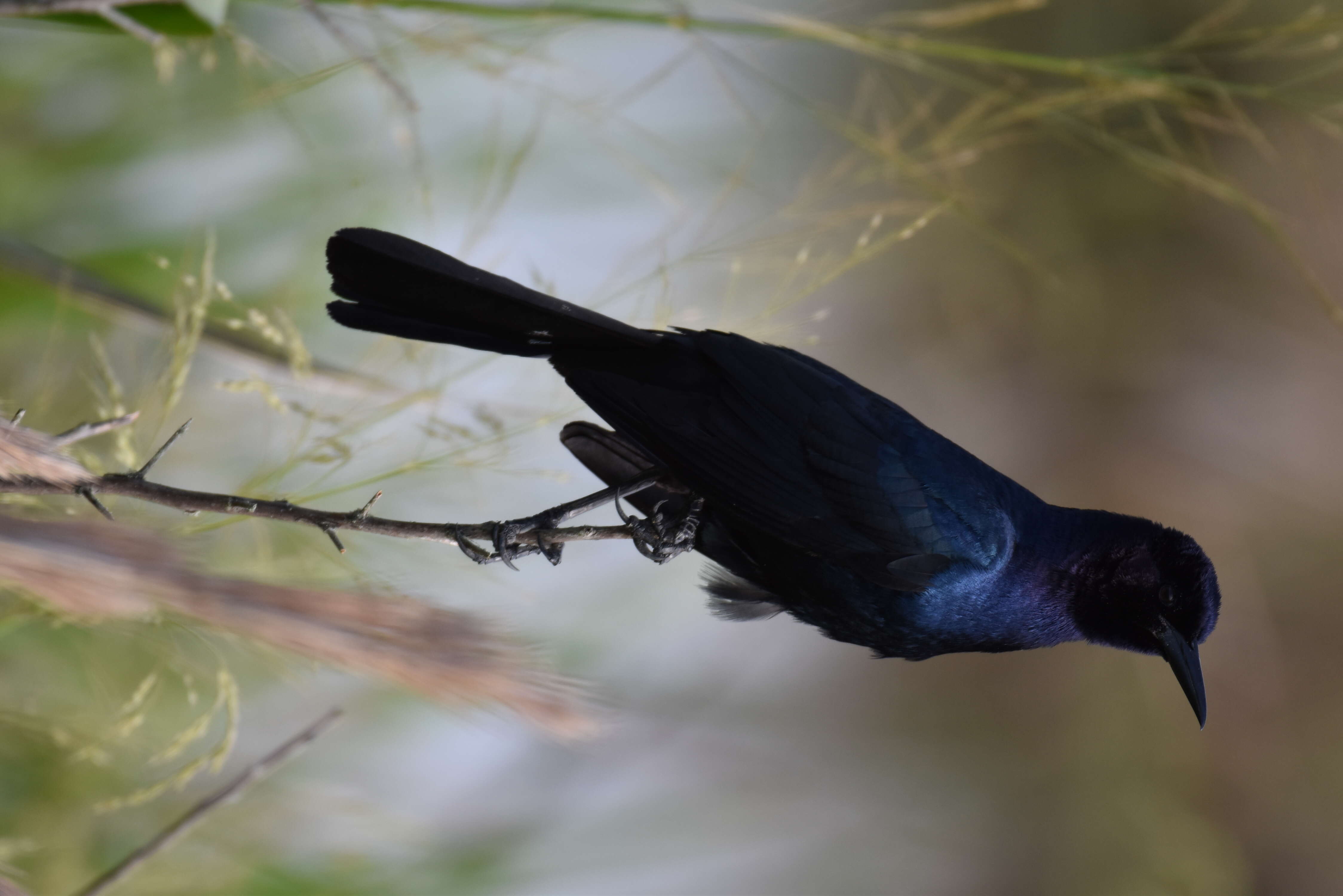 Image of Boat-tailed Grackle