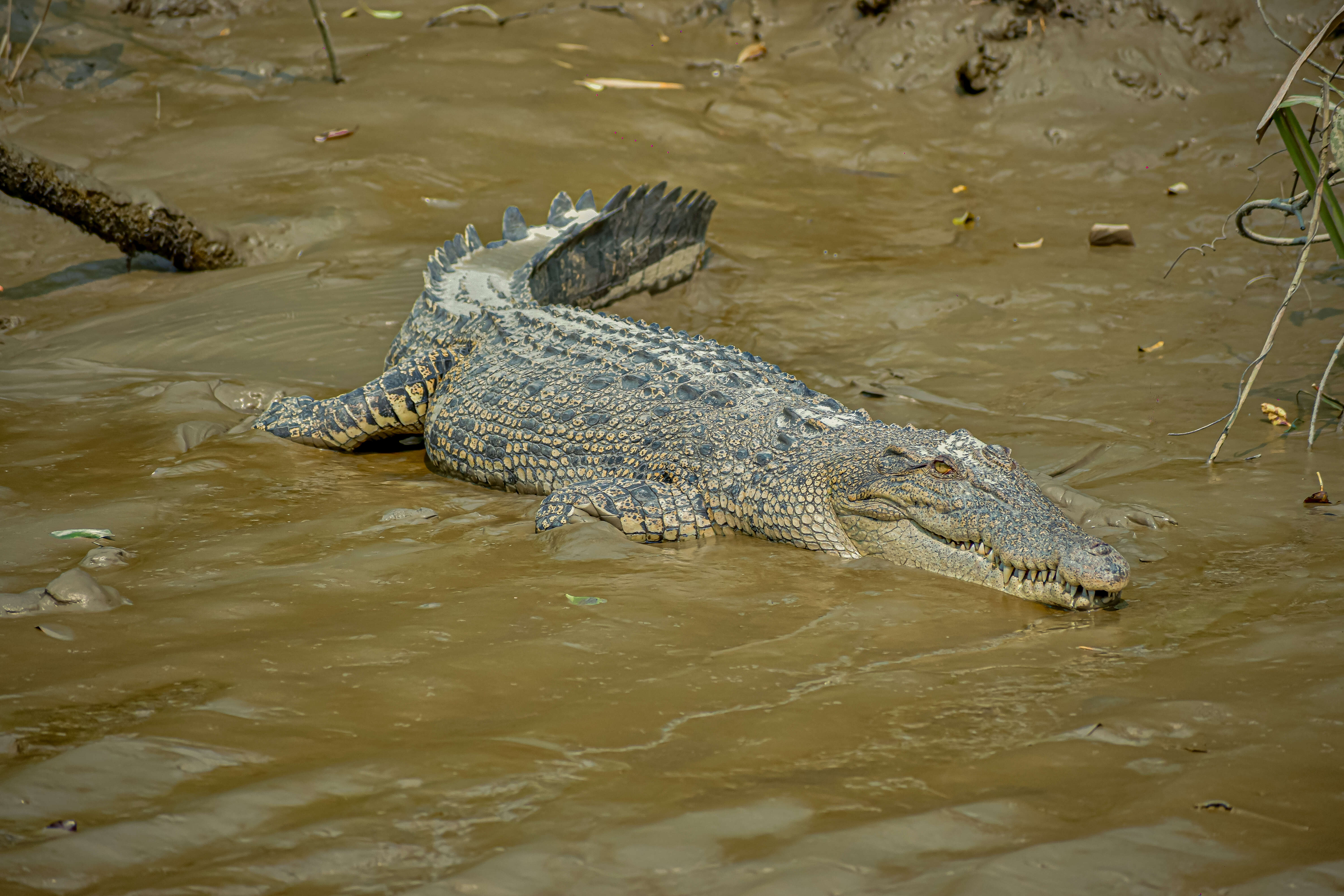 Imagem de Crocodilia