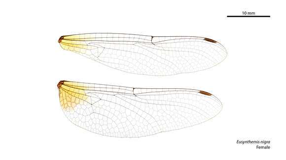 Image of Eusynthemis nigra (Tillyard 1906)