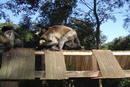 Image of Black Capuchin