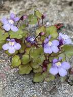 Image of Ivy-leaved Toadflax