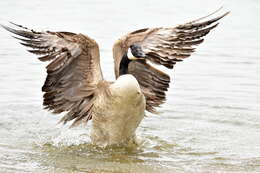 Image of Hawaiian goose