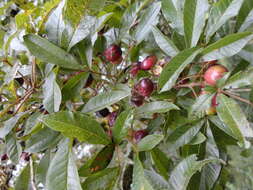 Image of Vitex megapotamica (Spreng.) Moldenke