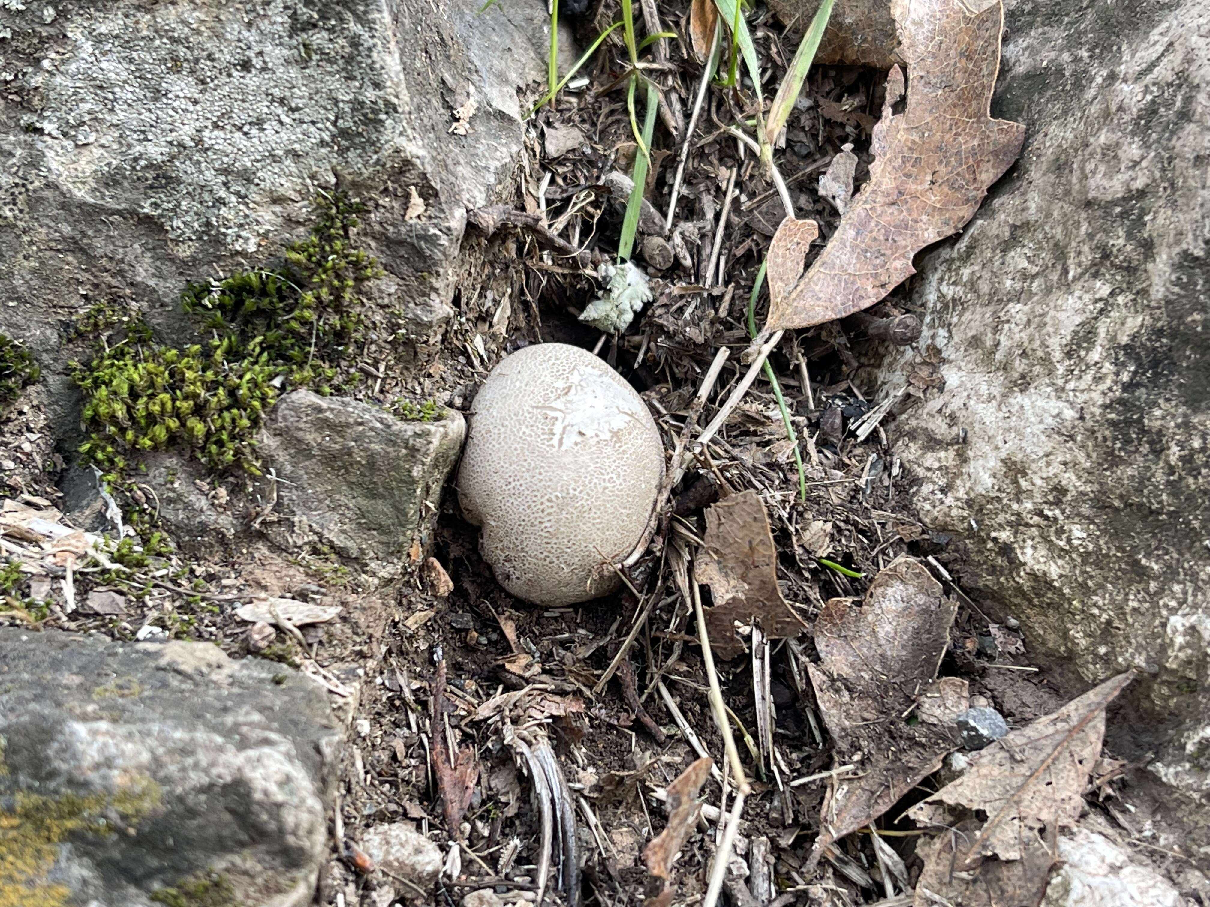 Imagem de Lycoperdon perlatum Pers. 1796