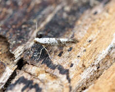 Image of Argyresthia curvella Linnaeus 1761