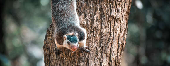 Image of Grizzled Giant Squirrel