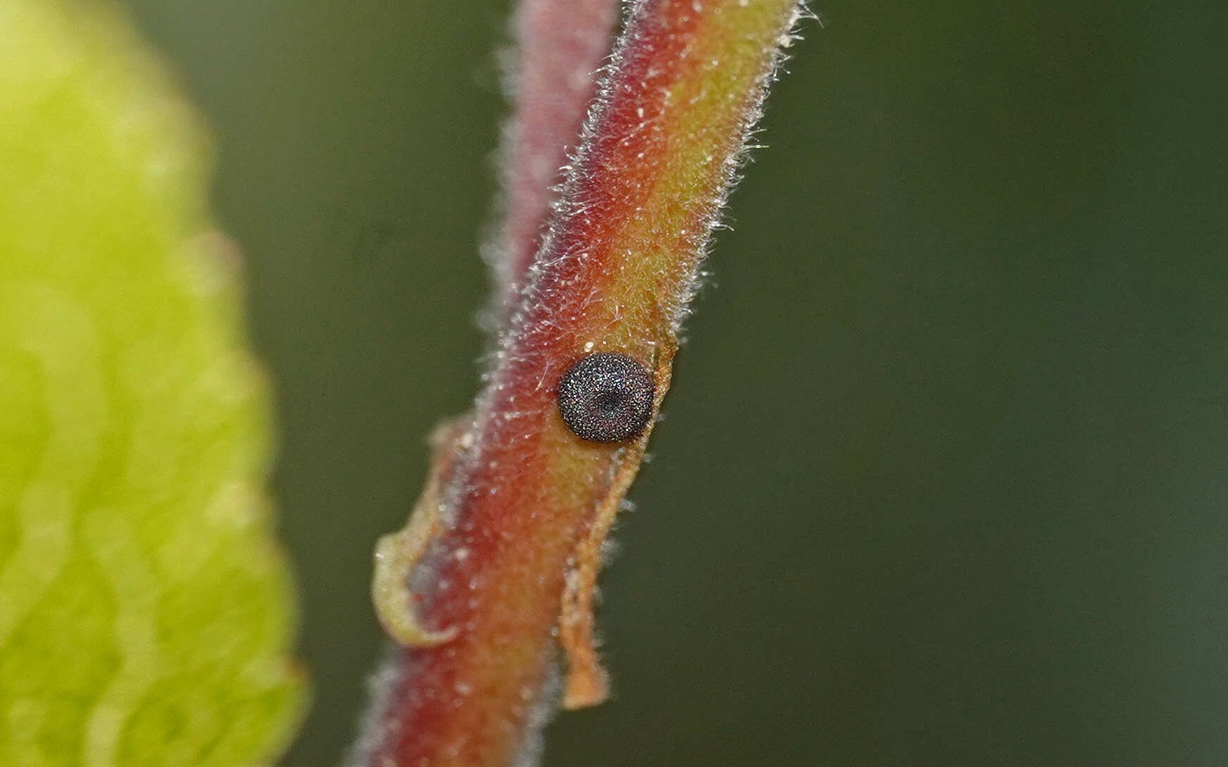 Image of Satyrium pruni