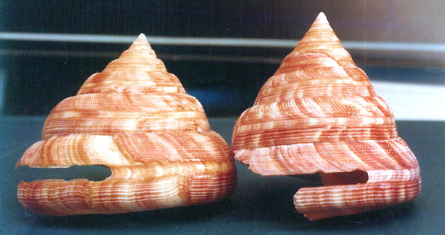 Image de Perotrochus quoyanus (P. Fischer & Bernardi 1856)