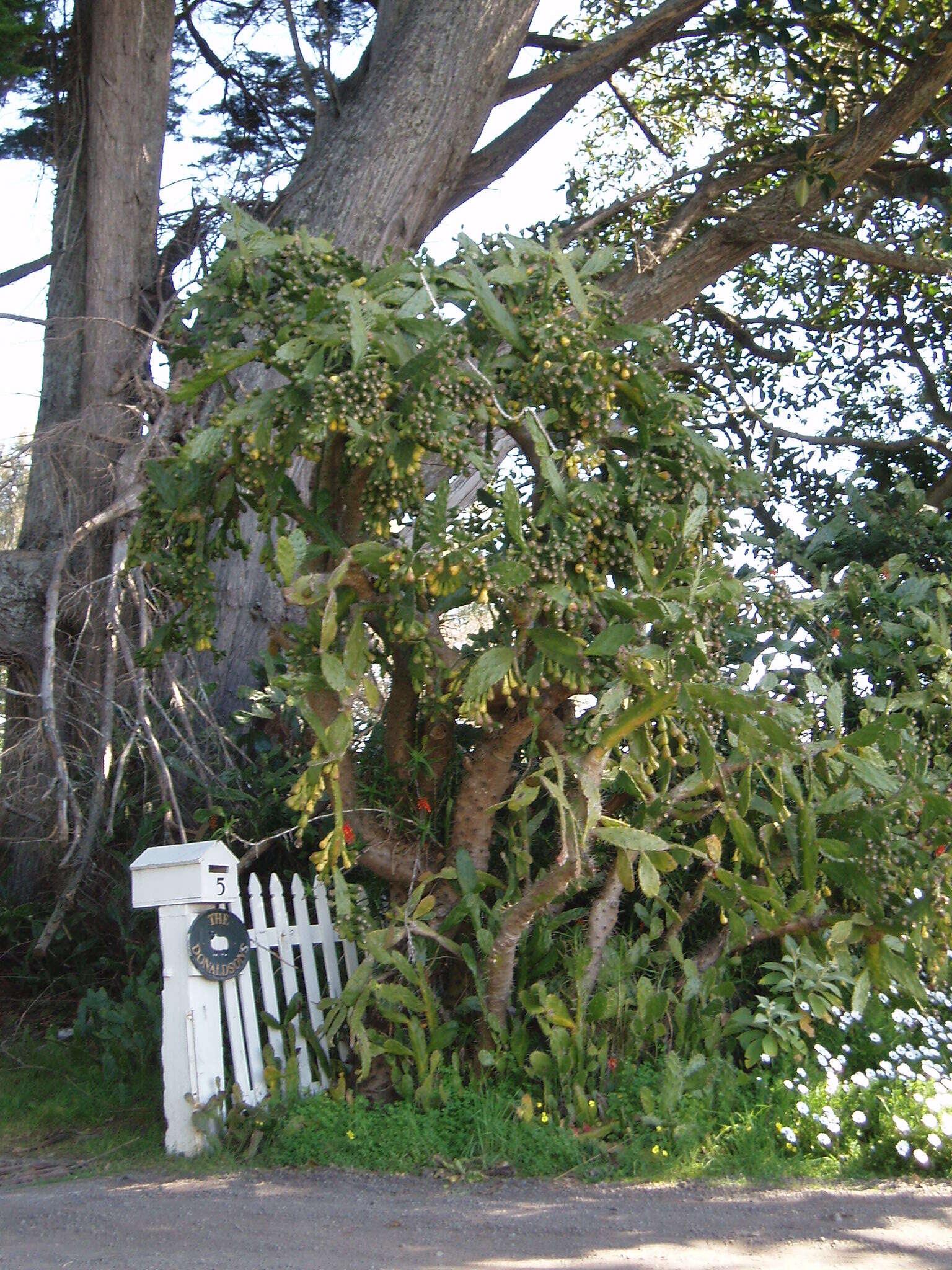 Image of Common Pricklypear