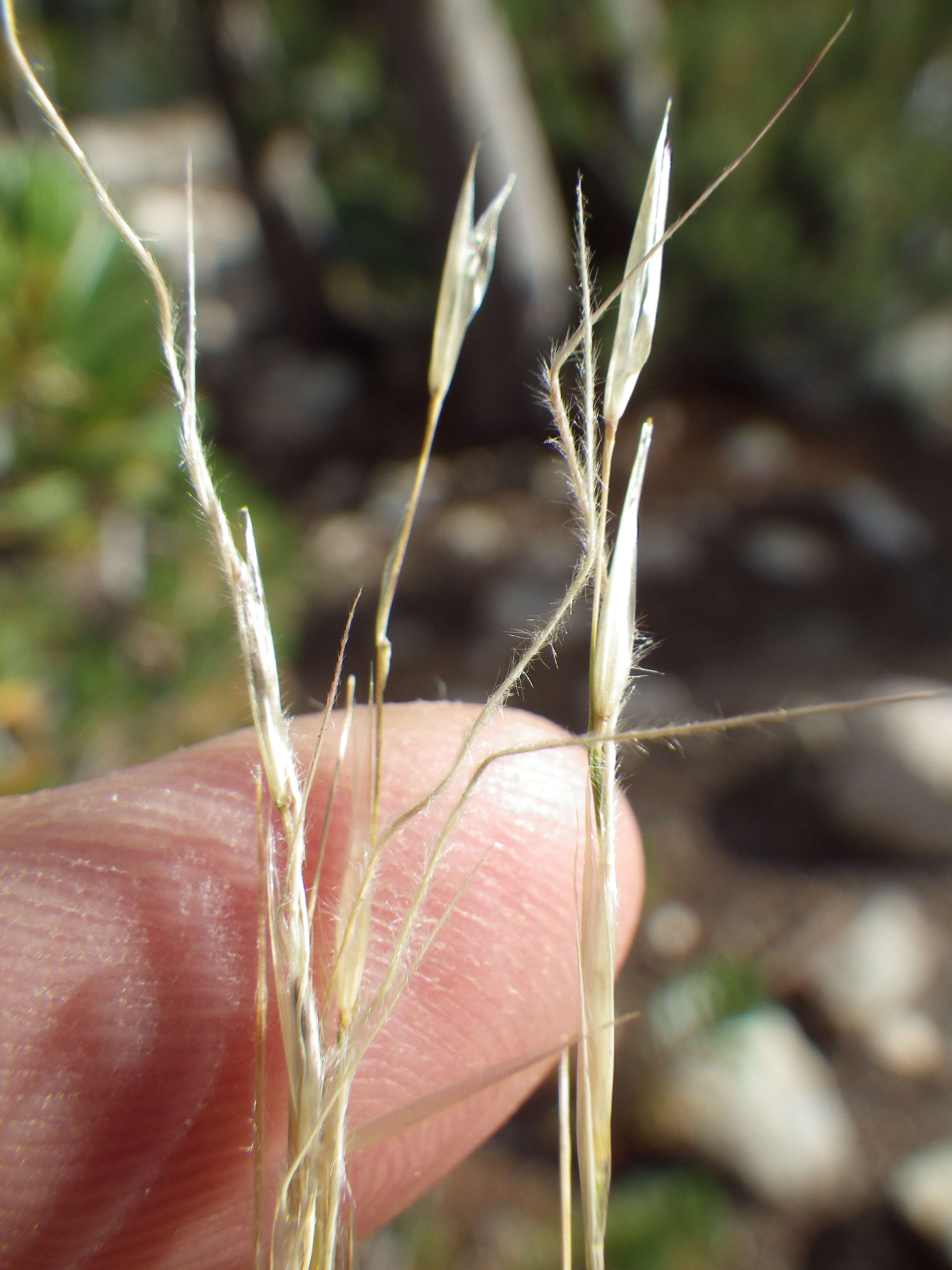 Image of western needlegrass