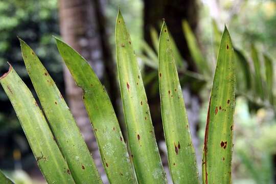 Image of Kenyan Giant Cycad