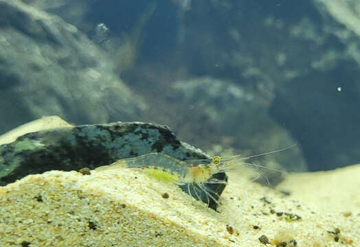 Image of mangrove prawn