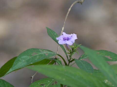 Imagem de Strobilanthes integrifolius (Dalz.) Kuntze