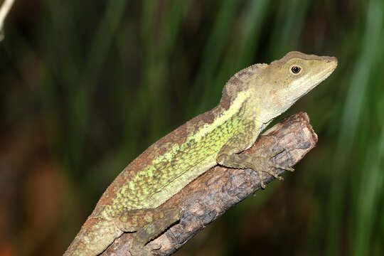 Image of Green Fan-throated lizard