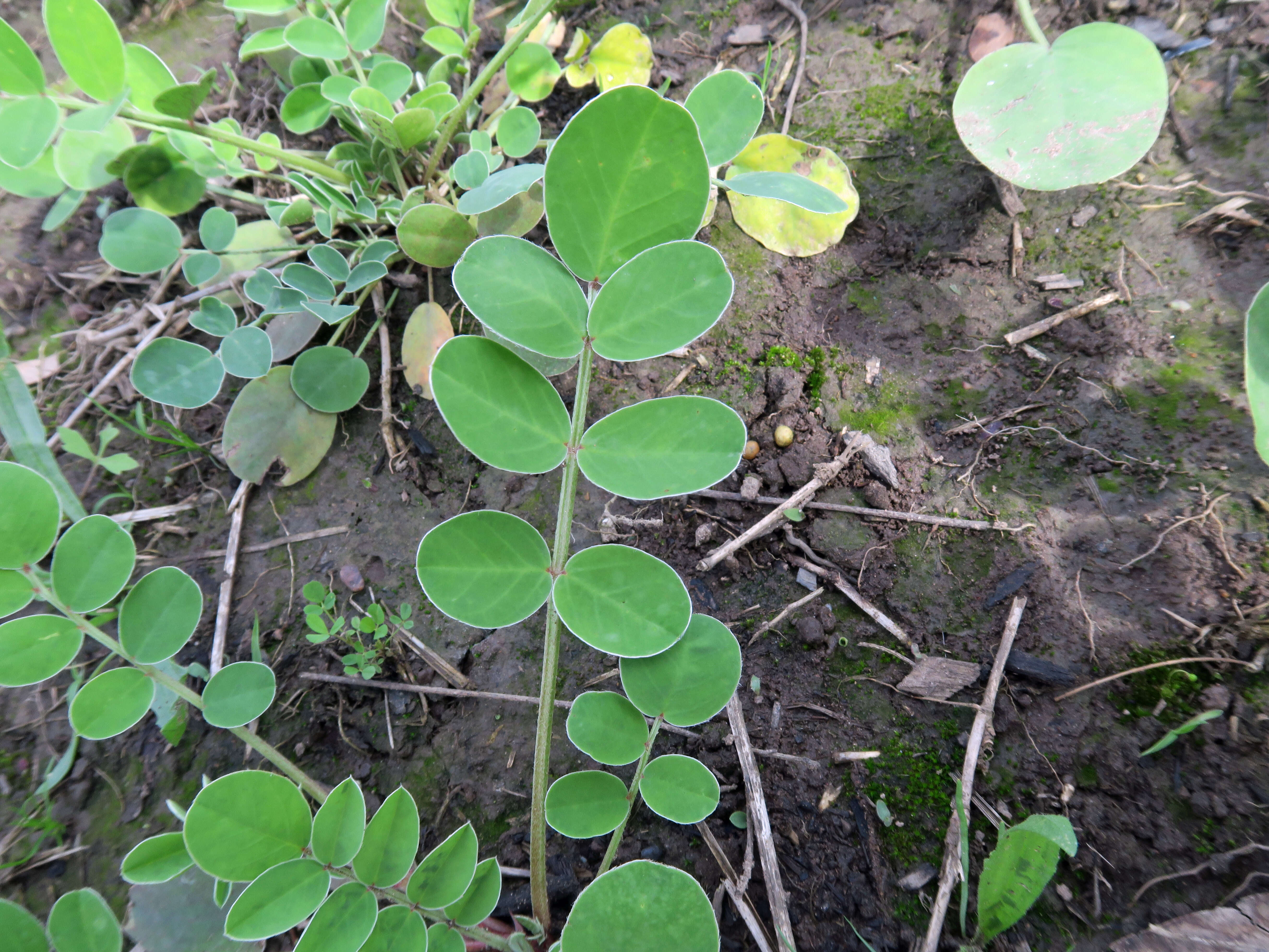 Plancia ëd Hedysarum coronarium L.