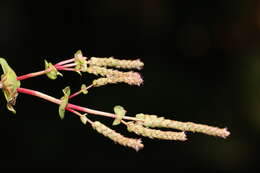 Image of rotala