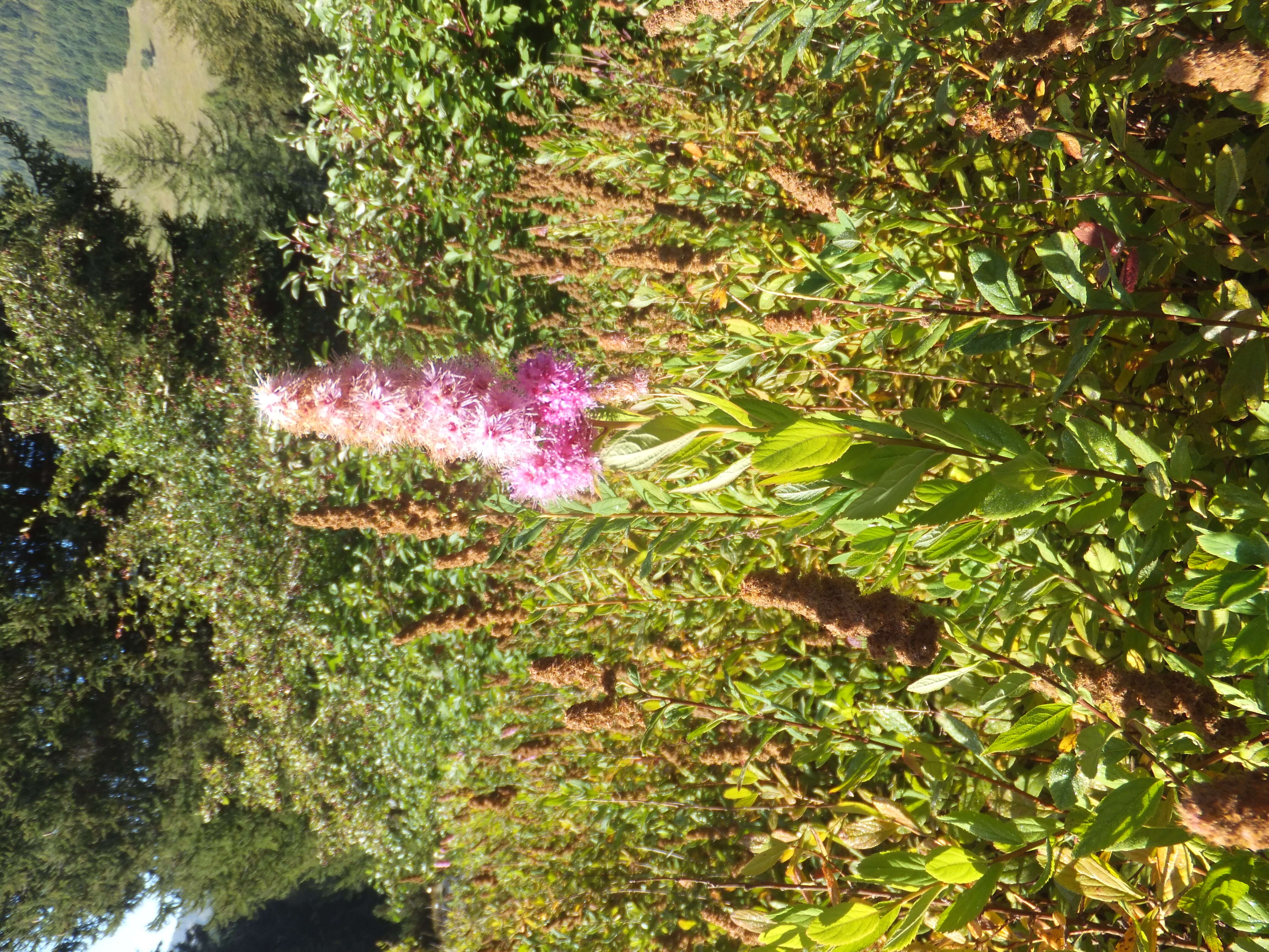 Слика од Spiraea salicifolia L.