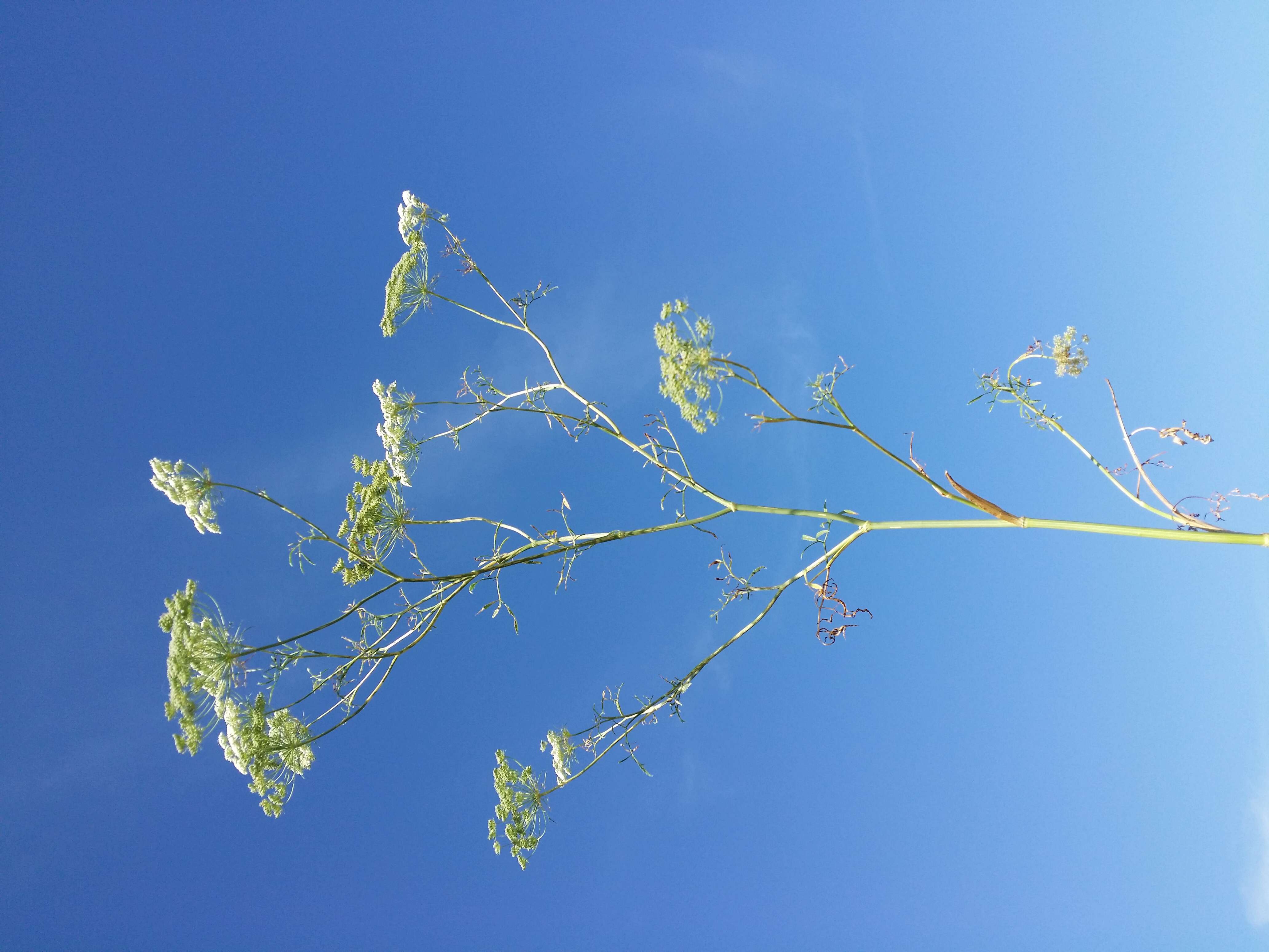 Imagem de Ammi majus L.