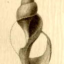 Imagem de Phymorhynchus alberti (Dautzenberg & H. Fischer 1906)