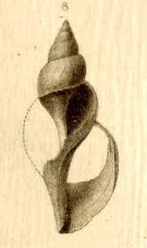 Image of Phymorhynchus alberti (Dautzenberg & H. Fischer 1906)